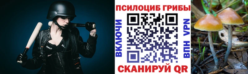 Купить где  Каргополь  Псилоцибиновые грибы Cubensis 